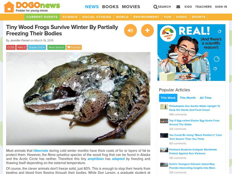 Dogo News: Wood Frogs Survive Winter by Freezing Their Bodies Article Dogo News: Wood Frogs Survive Winter by Freezing Their Bodies Article