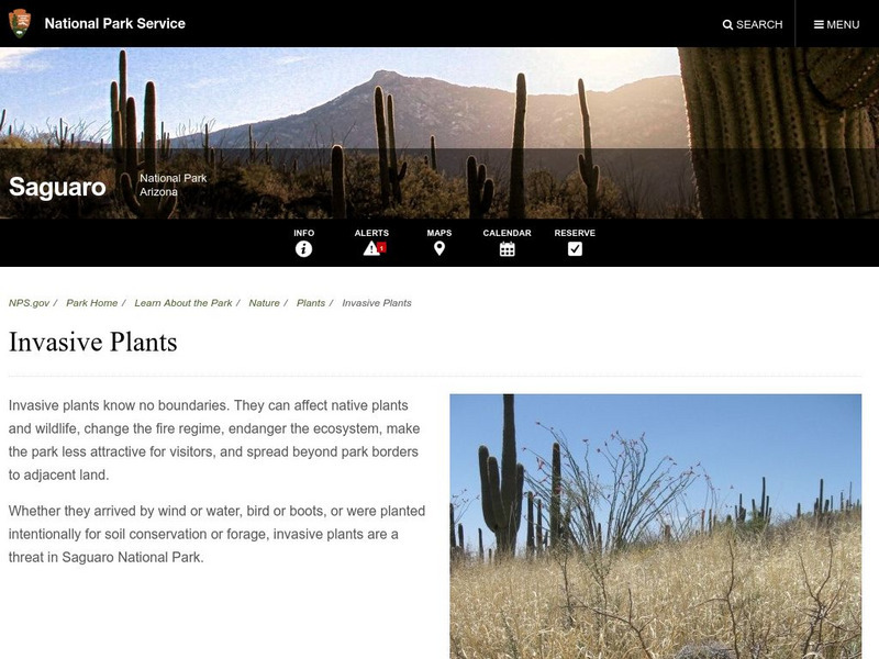 National Park Service: Invasive Plants: Saguaro National Park Website National Park Service: Invasive Plants: Saguaro National Park Website
