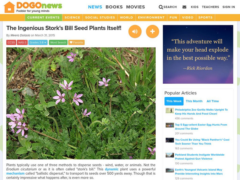 Dogo News: The Ingenious Stork's Bill Seed Plants Itself! Article