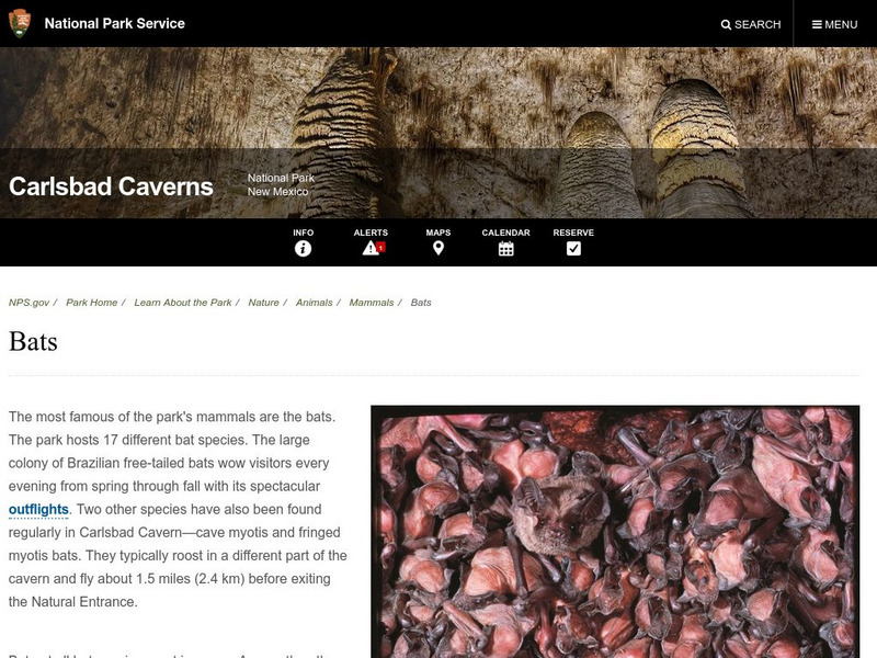 National Park Service: Carlsbad Caverns Natural Resources: The Bat Colony Handout National Park Service: Carlsbad Caverns Natural Resources: The Bat Colony Handout