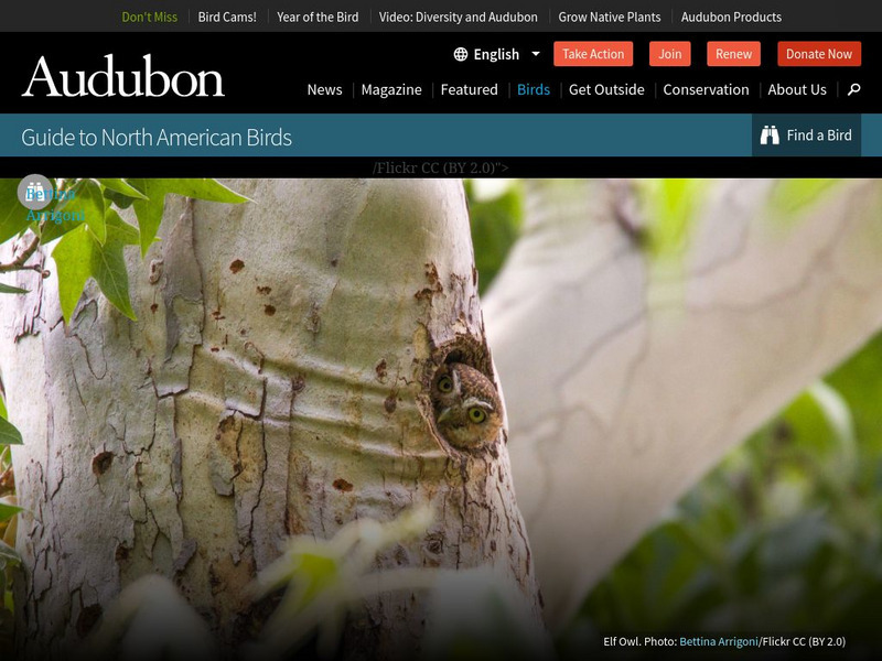Audubon: Elf Owl Handout Audubon: Elf Owl Handout