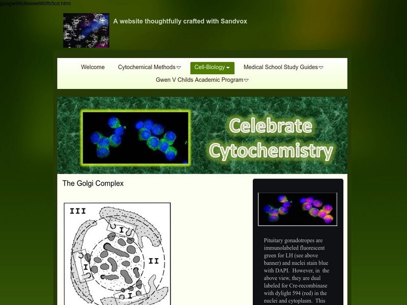 Golgi Complex: Structure and Function Handout Golgi Complex: Structure and Function Handout