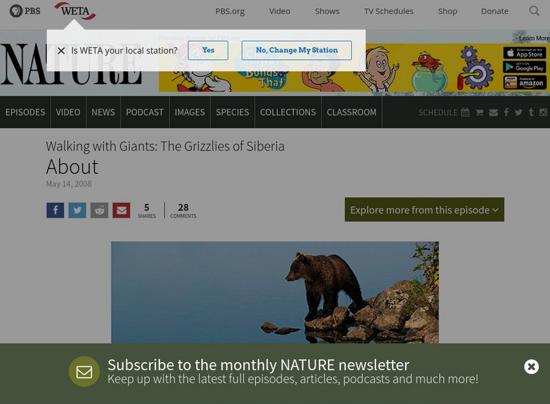 Pbs: Nature: Walking With Giants: The Grizzlies of Siberia Website Pbs: Nature: Walking With Giants: The Grizzlies of Siberia Website