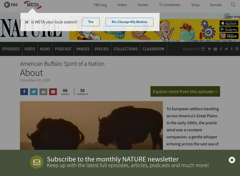 Pbs: Nature: American Buffalo: Spirit of a Nation Website Pbs: Nature: American Buffalo: Spirit of a Nation Website