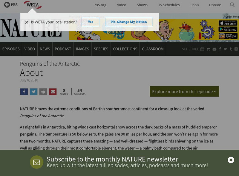 Pbs: Nature: Penguins of the Antarctic Penguins: Sensitive Indicators Website Pbs: Nature: Penguins of the Antarctic Penguins: Sensitive Indicators Website