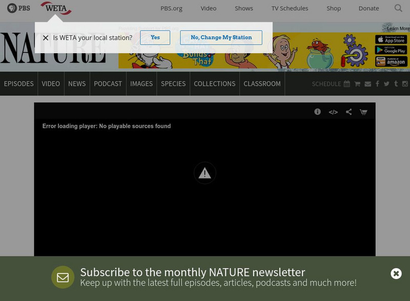 Pbs: Nature: Outback Pelicans Website
