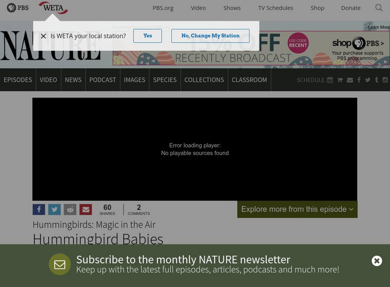 Pbs: Nature: Hummingbird Babies Website