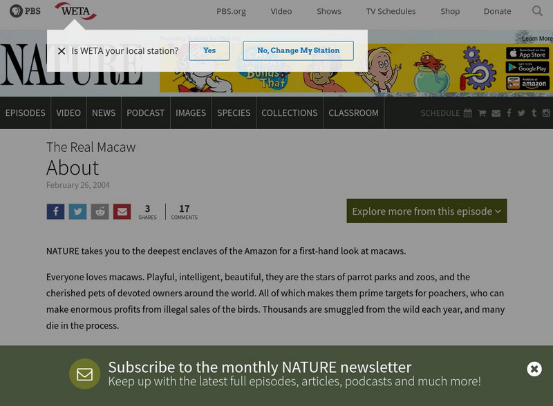 Pbs: Nature: The Real Macaw Website Pbs: Nature: The Real Macaw Website