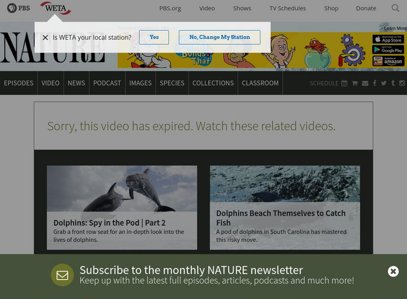 Pbs: Nature: Fellowship of the Whales Website Pbs: Nature: Fellowship of the Whales Website