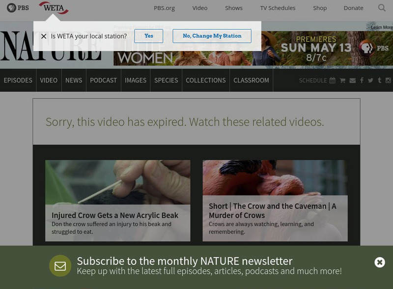 Pbs: Nature: A Murder of Crows Website Pbs: Nature: A Murder of Crows Website