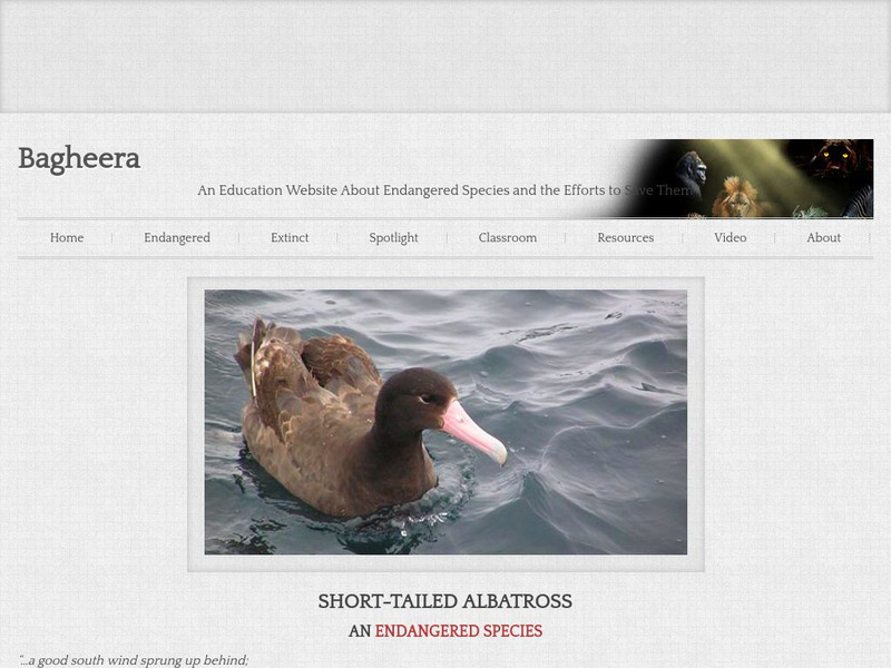 Bagheera: Short Tailed Albatross Handout Bagheera: Short Tailed Albatross Handout