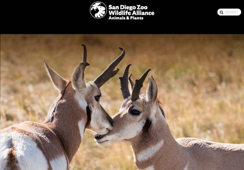 San Diego Zoo: Pronghorns Instructional Video San Diego Zoo: Pronghorns Instructional Video