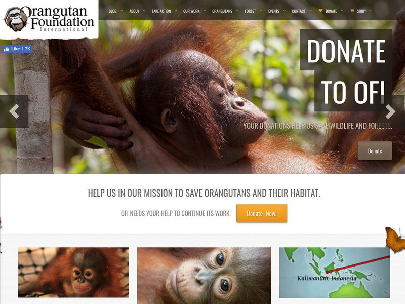 Orangutan Foundation International Website Orangutan Foundation International Website