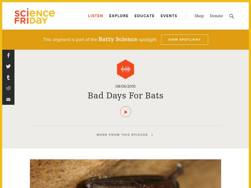 Science Friday: Bad Days for Bats Audio Science Friday: Bad Days for Bats Audio