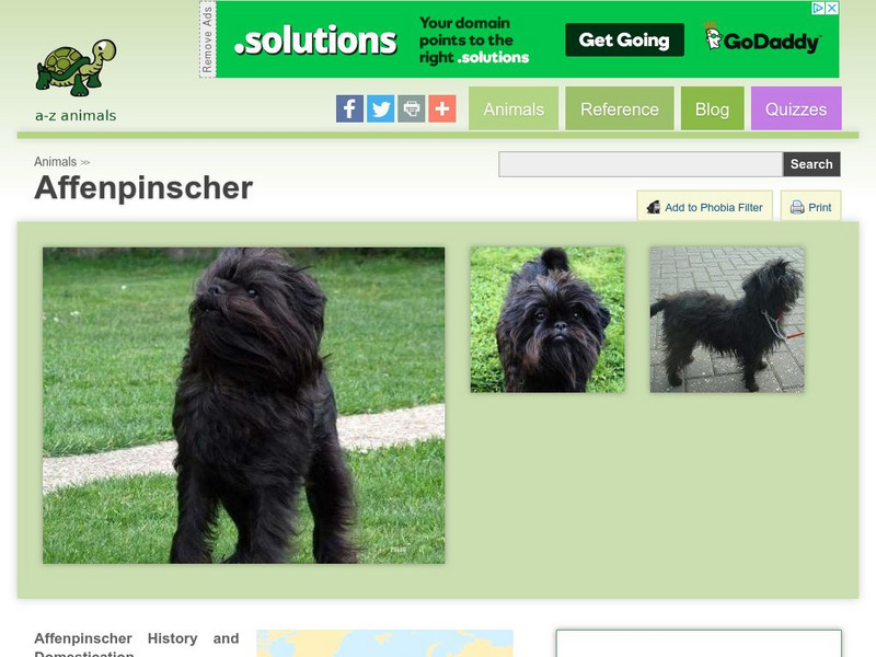A Z Animals: Animal Facts: Affenpinscher Handout A Z Animals: Animal Facts: Affenpinscher Handout