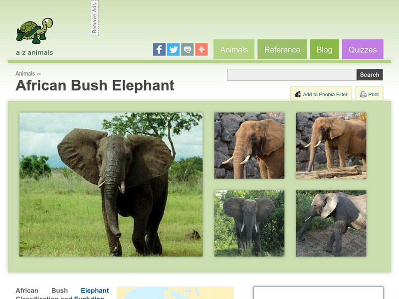 A Z Animals: Animal Facts: African Bush Elephant (Loxodonta Africana Africana) Handout A Z Animals: Animal Facts: African Bush Elephant (Loxodonta Africana Africana) Handout