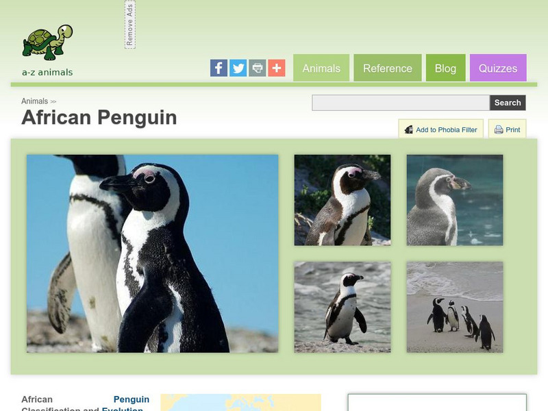A Z Animals: Animal Facts: African Penguin (Spheniscus Demersus) Handout A Z Animals: Animal Facts: African Penguin (Spheniscus Demersus) Handout