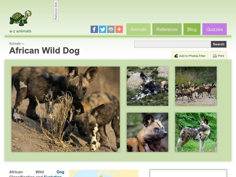 A Z Animals: Animal Facts: African Wild Dog (Lycaon Pictus) Handout A Z Animals: Animal Facts: African Wild Dog (Lycaon Pictus) Handout