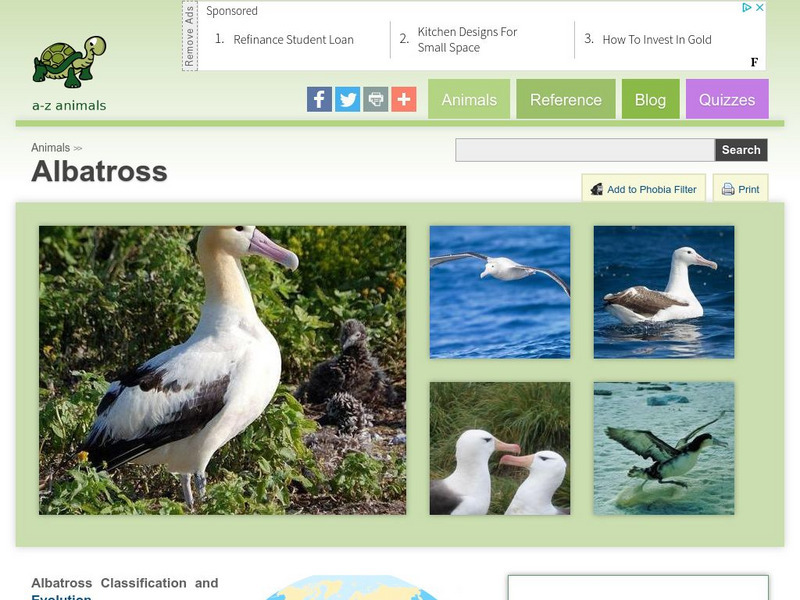 A Z Animals: Animal Facts: Albatross (Diomedeidae) Handout A Z Animals: Animal Facts: Albatross (Diomedeidae) Handout