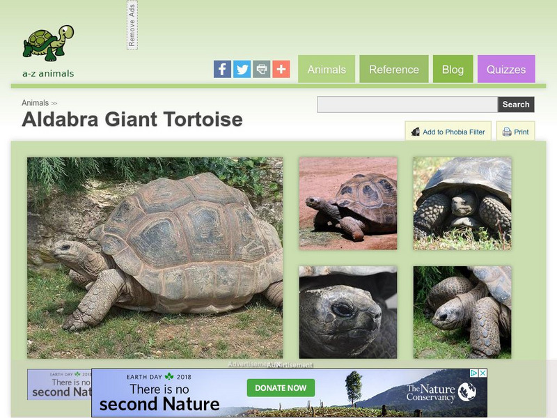 A Z Animals: Animal Facts: Aldabra Giant Tortoise (Geochelone Gigantea) Handout A Z Animals: Animal Facts: Aldabra Giant Tortoise (Geochelone Gigantea) Handout