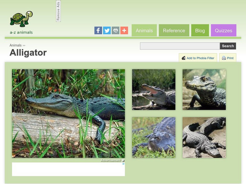 A Z Animals: Animal Facts: Alligator (Alligator Mississippiensis) Handout A Z Animals: Animal Facts: Alligator (Alligator Mississippiensis) Handout