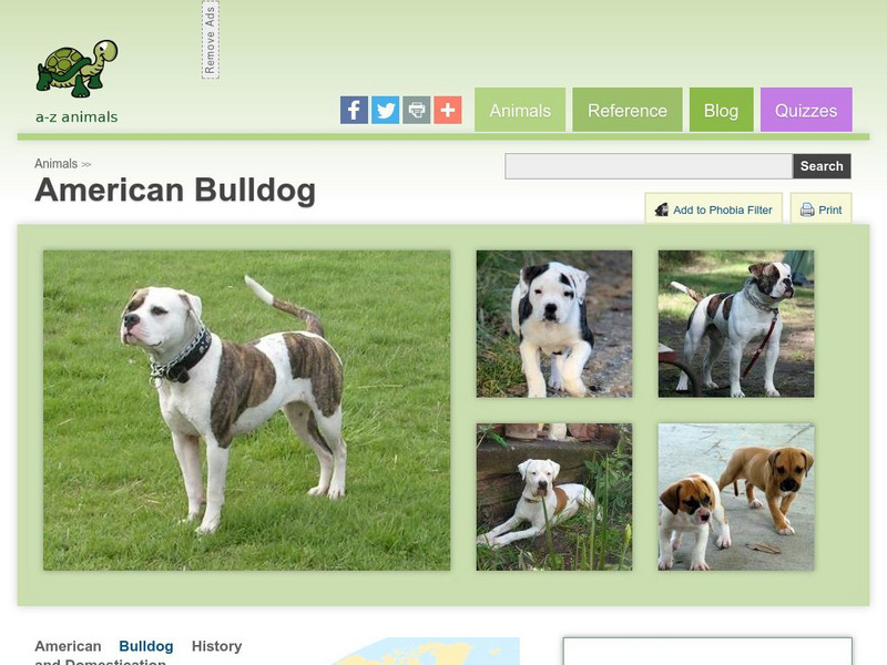 A Z Animals: Animal Facts: American Bulldog Handout A Z Animals: Animal Facts: American Bulldog Handout