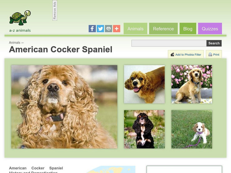 A Z Animals: Animal Facts: American Cocker Spaniel Handout A Z Animals: Animal Facts: American Cocker Spaniel Handout