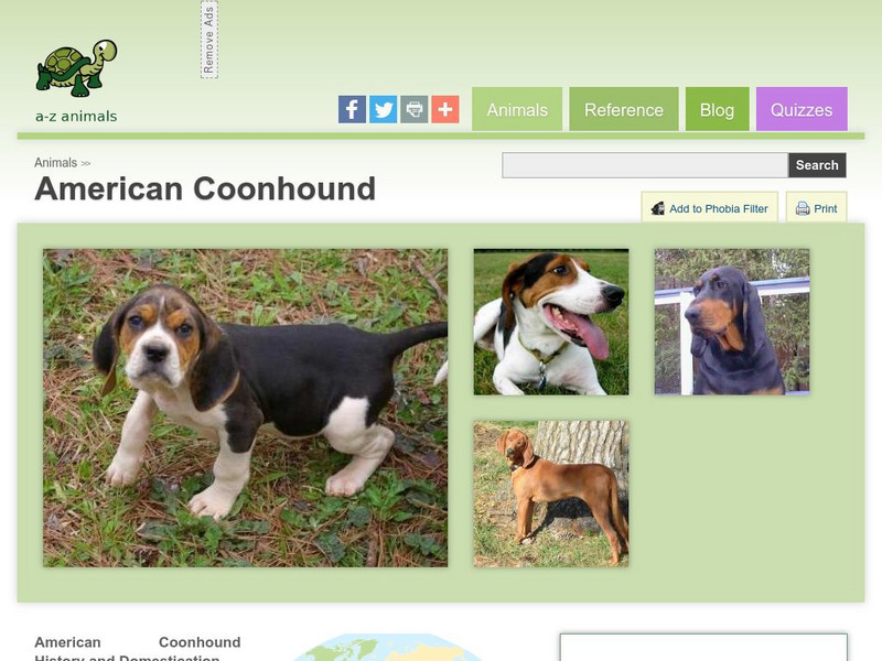 A Z Animals: Animal Facts: American Coonhound Handout A Z Animals: Animal Facts: American Coonhound Handout