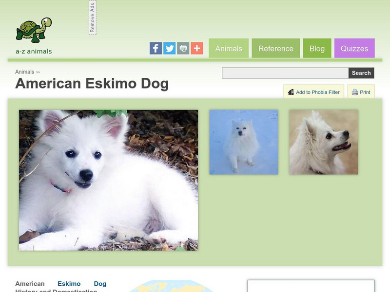 A Z Animals: Animal Facts: American Eskimo Dog Handout A Z Animals: Animal Facts: American Eskimo Dog Handout