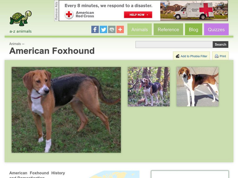 A Z Animals: Animal Facts: American Foxhound Handout A Z Animals: Animal Facts: American Foxhound Handout