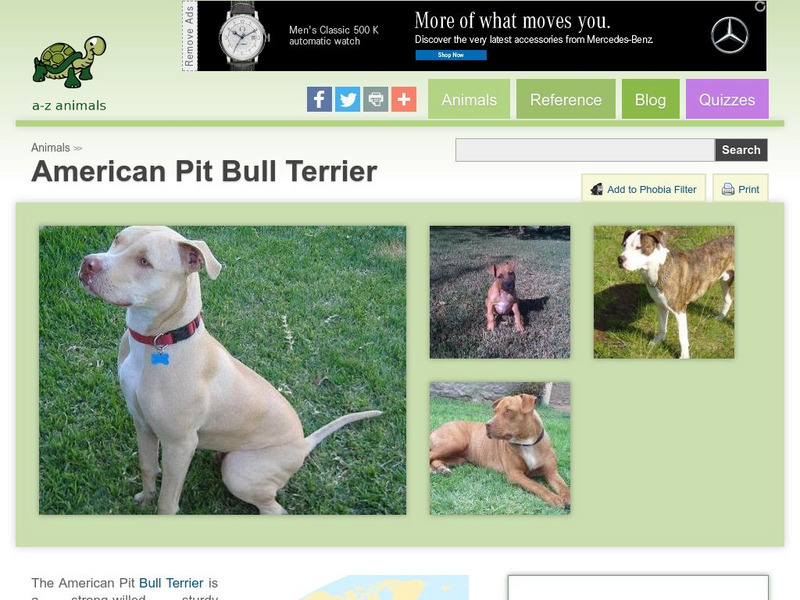 A Z Animals: Animal Facts: American Pit Bull Terrier Handout