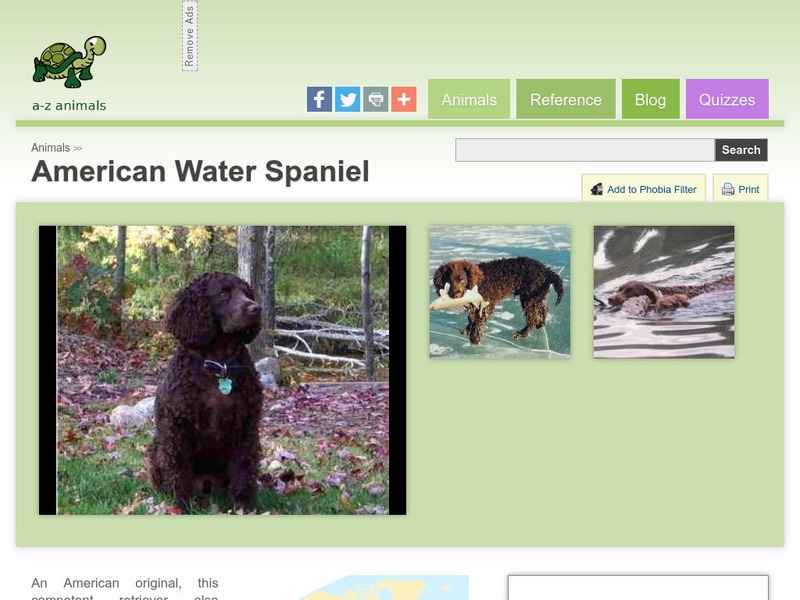 A Z Animals: Animal Facts: American Water Spaniel Handout A Z Animals: Animal Facts: American Water Spaniel Handout