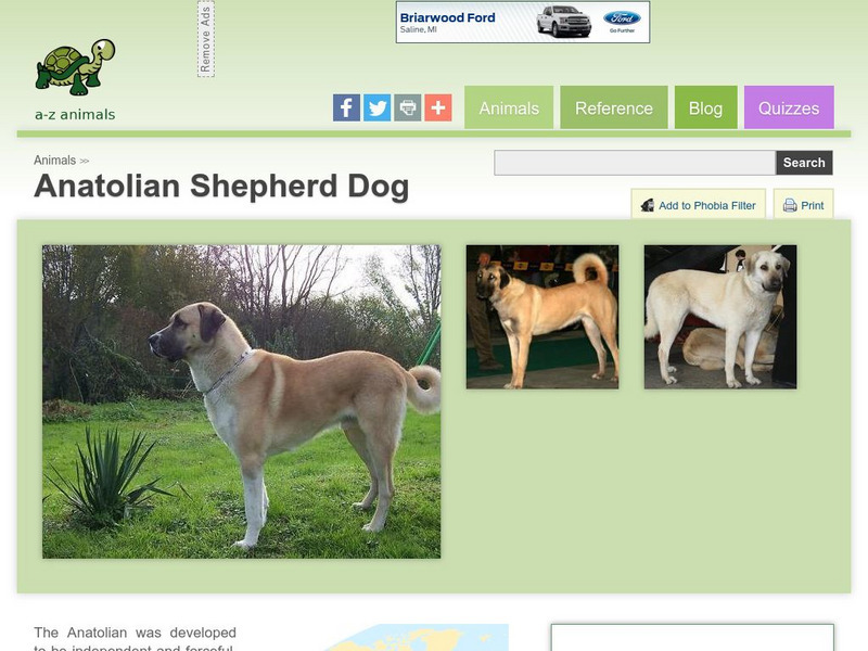 A Z Animals: Animal Facts: Anatolian Shepherd Dog Handout A Z Animals: Animal Facts: Anatolian Shepherd Dog Handout
