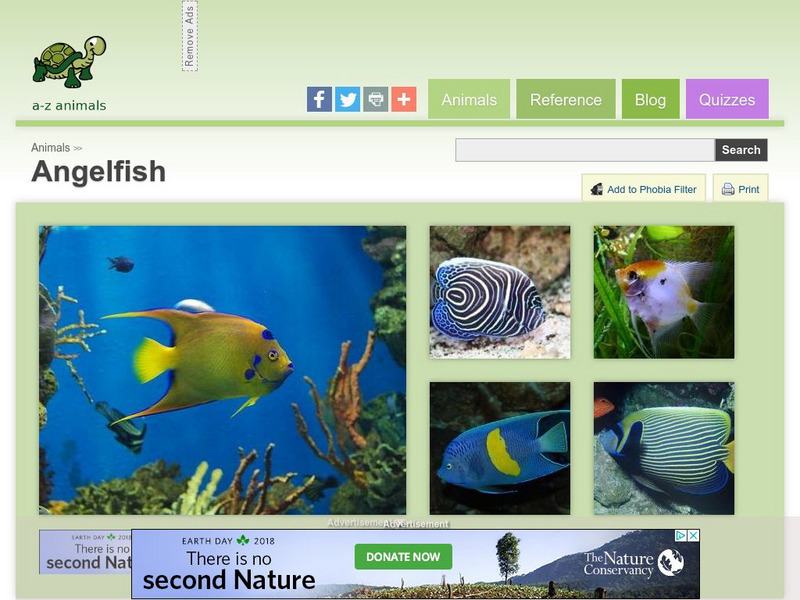 A Z Animals: Animal Facts: Angelfish (Pomacanthidae) Handout