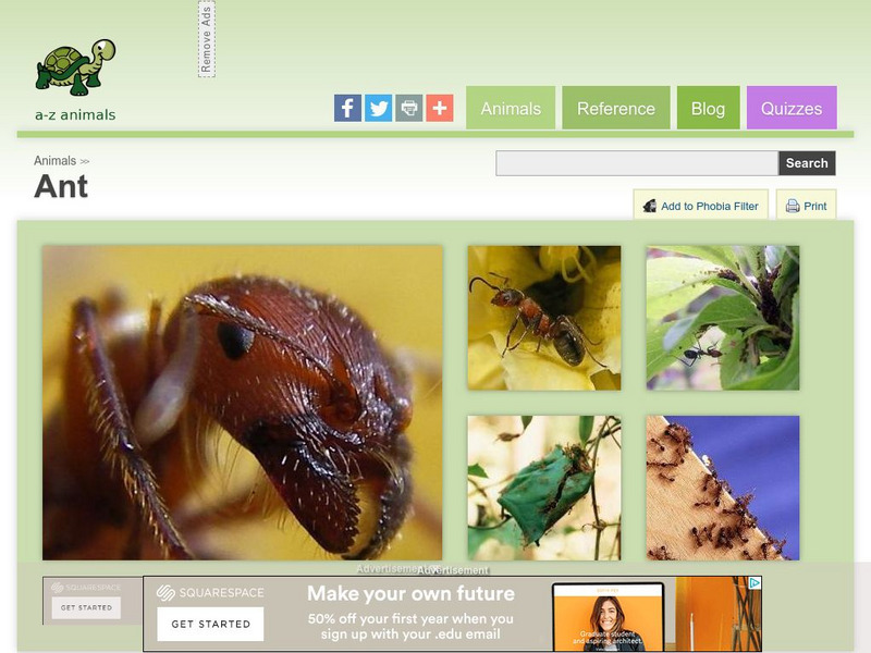 A Z Animals: Animal Facts: Ant (Formicidae) Handout A Z Animals: Animal Facts: Ant (Formicidae) Handout