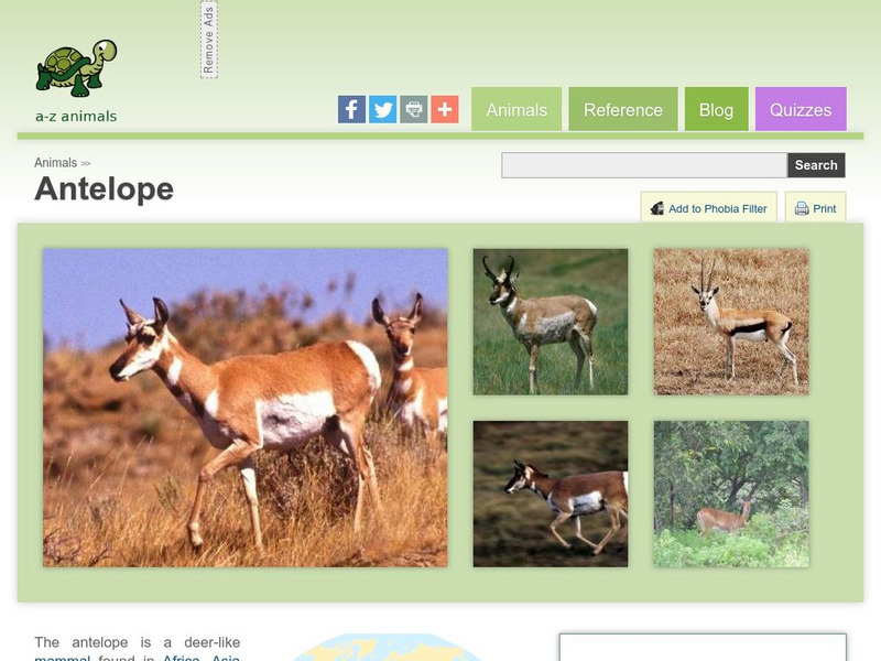A Z Animals: Animal Facts: Antelope (Alcelaphinae) Handout A Z Animals: Animal Facts: Antelope (Alcelaphinae) Handout