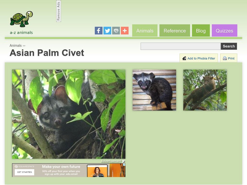 A Z Animals: Animal Facts: Asian Palm Civet (Paradoxurus Hermaphroditus) Handout