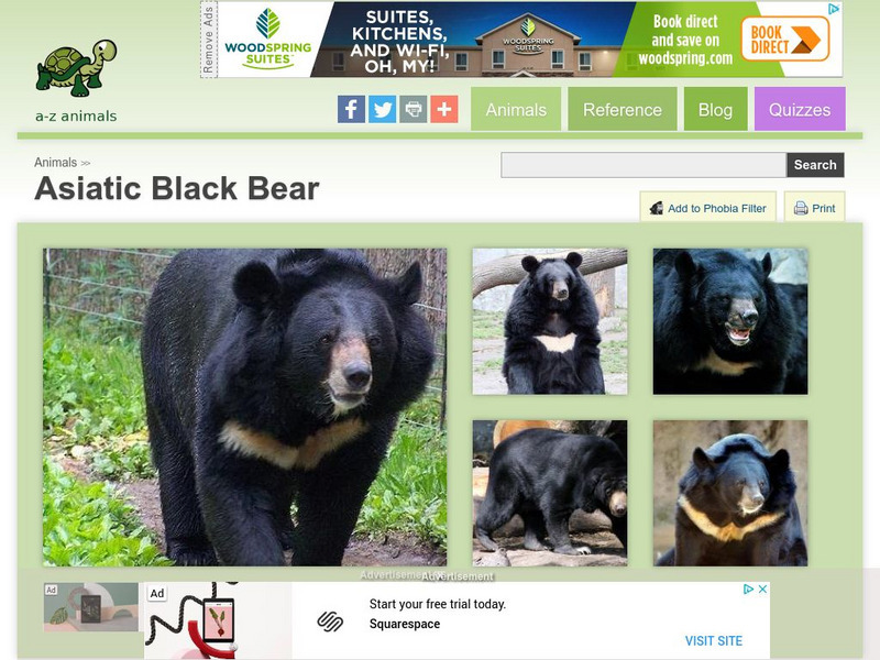 A Z Animals: Animal Facts: Asiatic Black Bear (Ursus Tibetanus) Handout