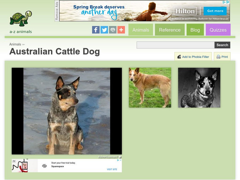 A Z Animals: Animal Facts: Australian Cattle Dog Handout