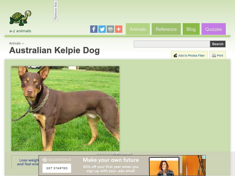 A Z Animals: Animal Facts: Australian Kelpie Dog Handout