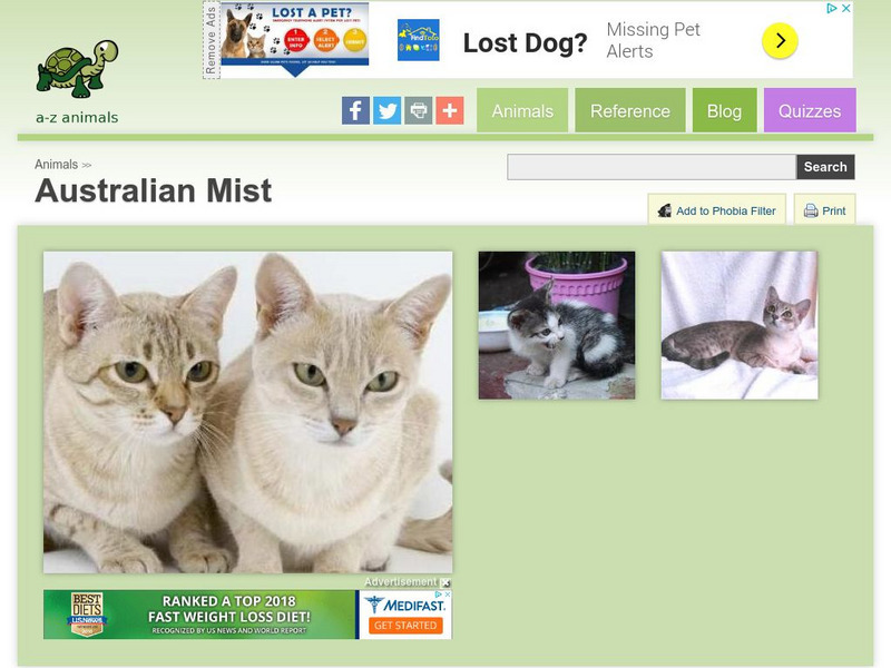 A Z Animals: Animal Facts: Australian Mist Handout A Z Animals: Animal Facts: Australian Mist Handout
