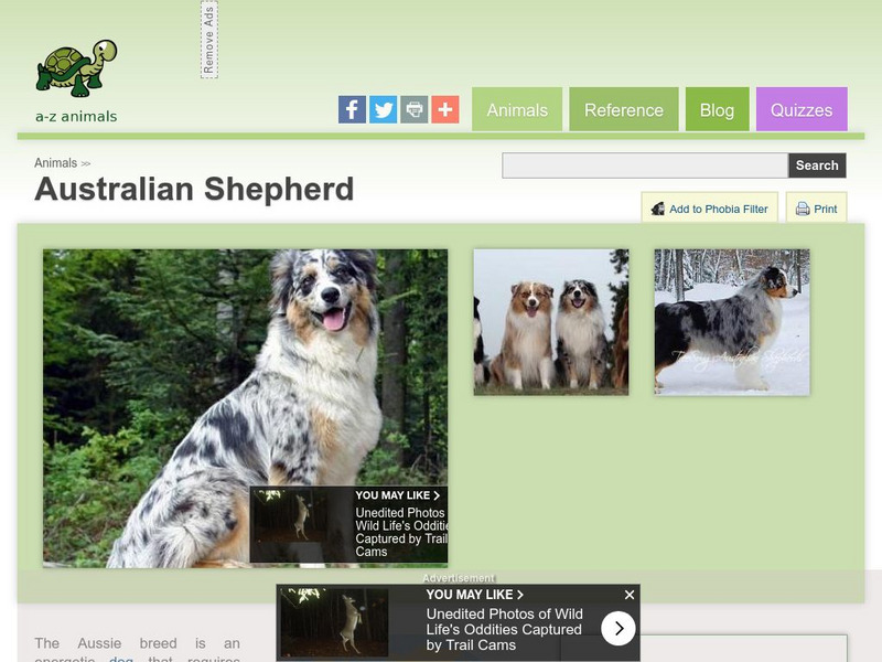 A Z Animals: Animal Facts: Australian Shepherd Handout A Z Animals: Animal Facts: Australian Shepherd Handout