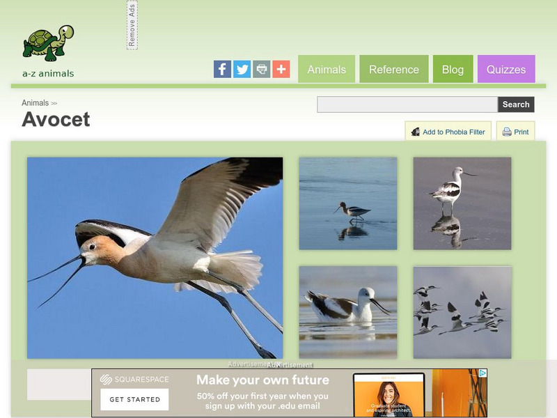 A Z Animals: Animal Facts: Avocet (Recurvirostra) Handout A Z Animals: Animal Facts: Avocet (Recurvirostra) Handout
