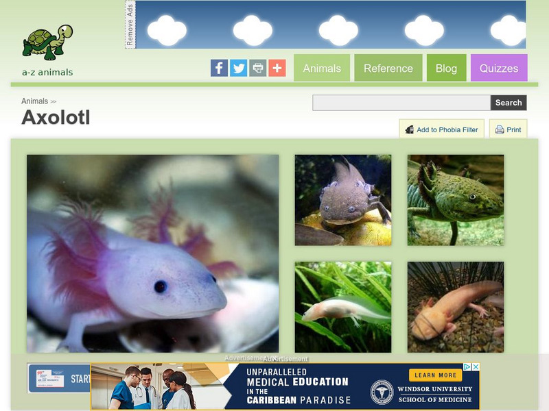 A Z Animals: Animal Facts: Axolotl (Ambystoma Mexicanum) Handout A Z Animals: Animal Facts: Axolotl (Ambystoma Mexicanum) Handout