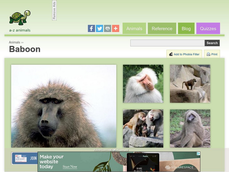 A Z Animals: Animal Facts: Baboon (Papio) Handout A Z Animals: Animal Facts: Baboon (Papio) Handout