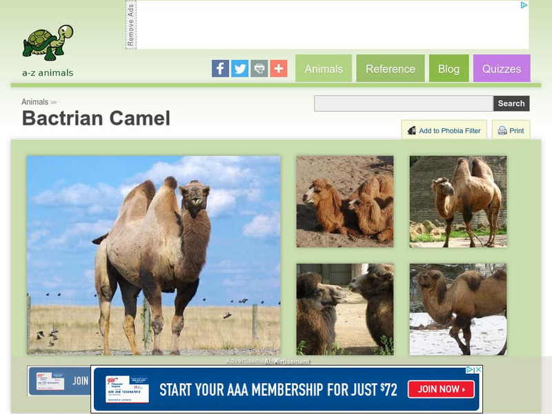 A Z Animals: Animal Facts: Bactrian Camel (Camelus Bactrianus) Handout A Z Animals: Animal Facts: Bactrian Camel (Camelus Bactrianus) Handout