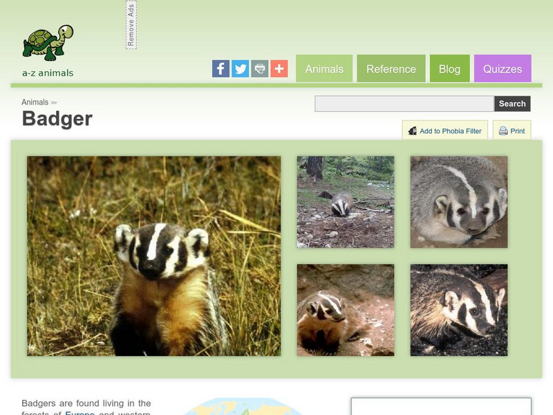 A Z Animals: Animal Facts: Badger (Taxidea Taxus) Handout A Z Animals: Animal Facts: Badger (Taxidea Taxus) Handout