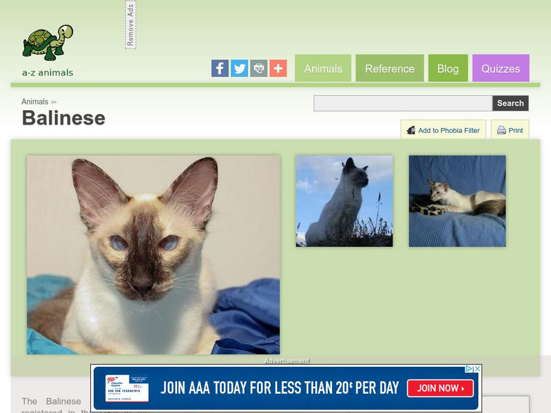 A Z Animals: Animal Facts: Balinese Handout A Z Animals: Animal Facts: Balinese Handout