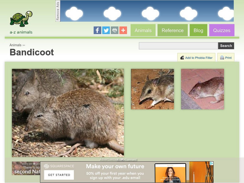 A Z Animals: Animal Facts: Bandicoot (Perameles) Handout A Z Animals: Animal Facts: Bandicoot (Perameles) Handout