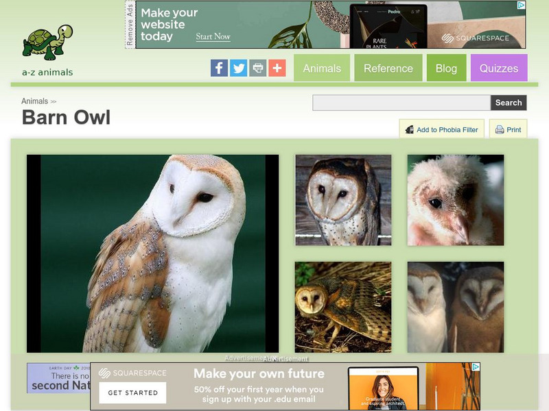 A Z Animals: Animal Facts: Barn Owl (Tyto Alba) Handout A Z Animals: Animal Facts: Barn Owl (Tyto Alba) Handout